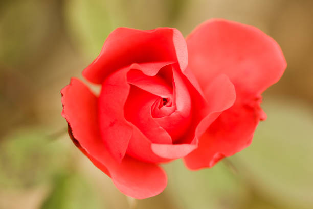 istock Top view of a red rose flower on a blurred background 1465489241