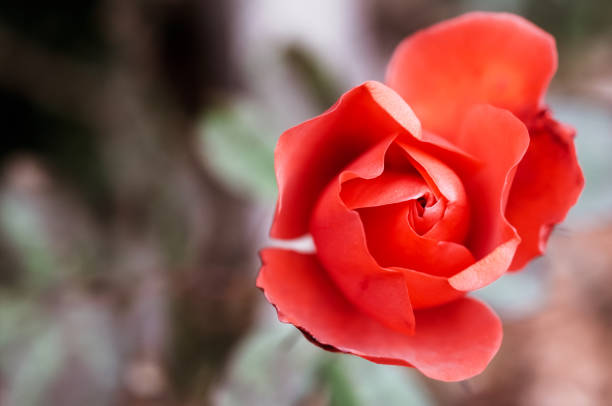 istock Top view of a red rose flower on a blurred background 1465489248