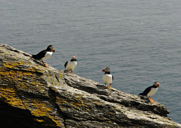A selective focus of dead-end birds on a rocky cliff near a coast
