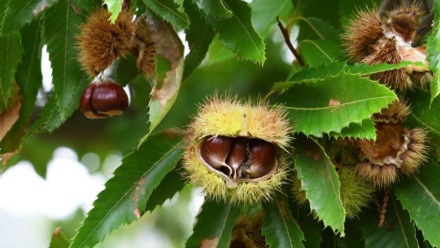 The chestnuts inside the ripe hadgehogs hanging from the chestnut branches sway in the wind during the harvest time in the fall season. Chestnut harvest time in October. Italy.