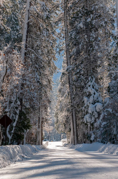 istock Snowed-in Forest Road in Yosemite 1465490068