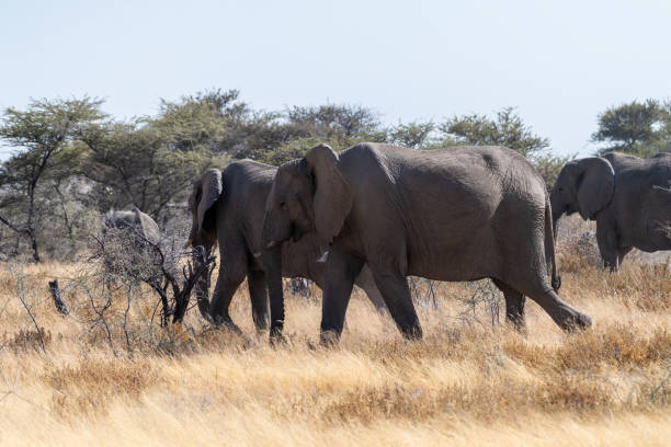 istock Elephant herd grazing in Etosha 1465490302