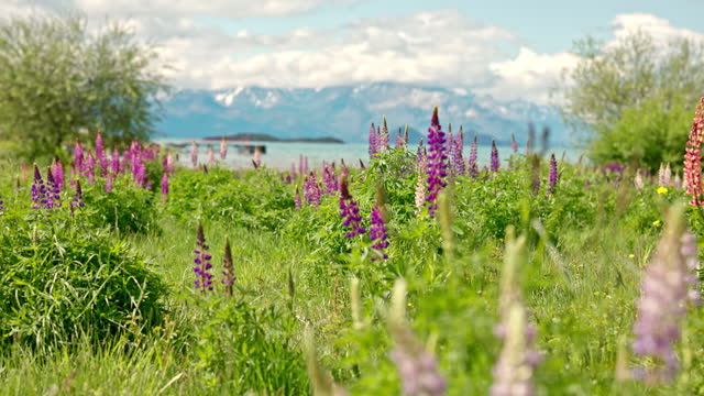 Springtime lupine in Puerto Guadal, Patagonia - Chile