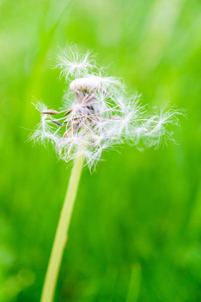 istock Selective focus of dandelion in green grass 1465492482