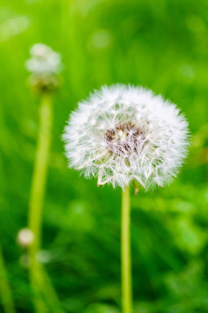 istock Selective focus of dandelion in green grass 1465492486