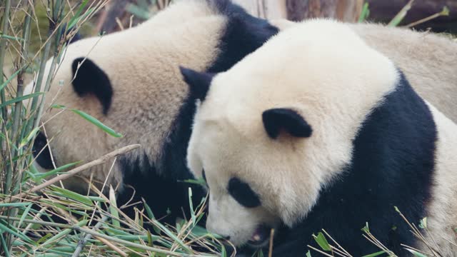 Giant panda eating bamboo leaves, China