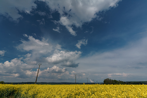 A field of rapeseed plants with yellow flowers under a bright cloudy sky