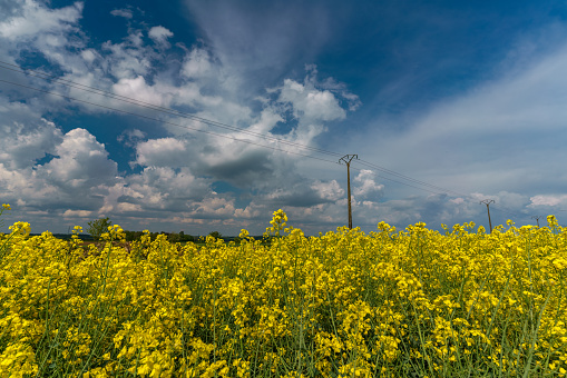 A field of rapeseed plants with yellow flowers under a bright cloudy sky