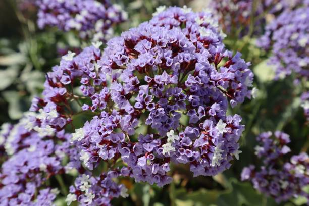 close up de kermek roxo (limonium) em um campo contra fundo desfocado - limonium - fotografias e filmes do acervo