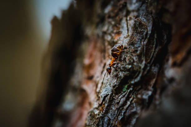istock Selective focus of an ant on tree bark outdoors 1465493598