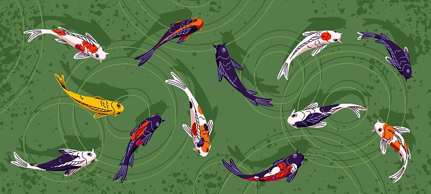 Japanese koi carps swimming in oriental pond. Japan fishes in water, above top view. Chinese eastern orient aqua fortune animals group with color patterns, goldfish. Panorama flat vector illustration.