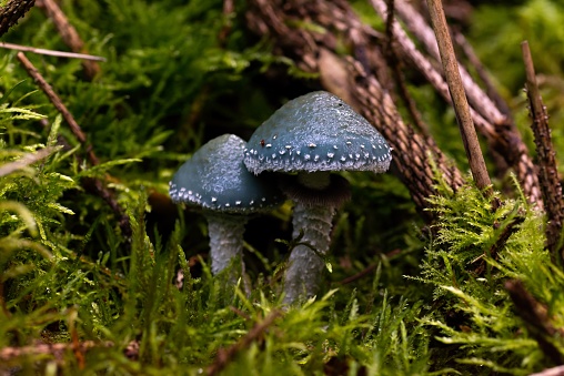 A macro shot of Stropharia aeruginosa, commonly known as the verdigris agaric