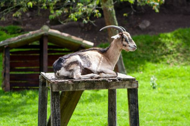 istock Goat resting outdoors on a sunny day 1465494107