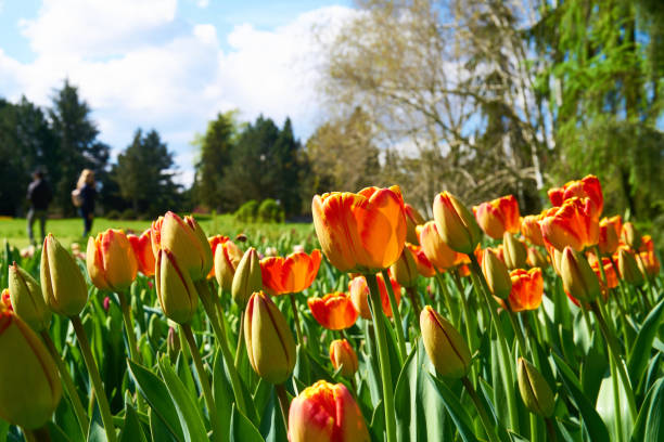 istock colourful tulips in blossom 1465494465