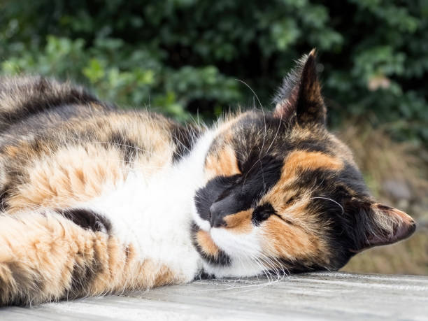istock Calico cat sleeping on wooden deck 1465494682