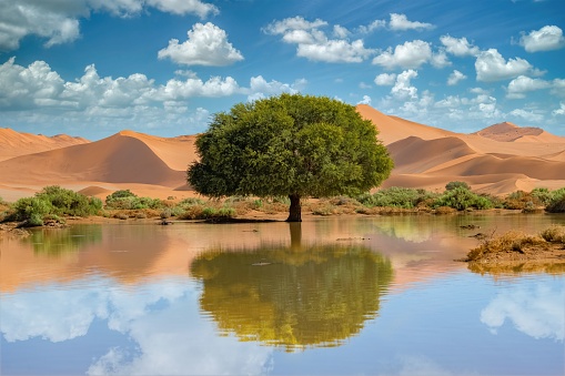Namibia, reflection of the dunes in the Namib desert, lake in raining season, beautiful landscape in Dead Vlei