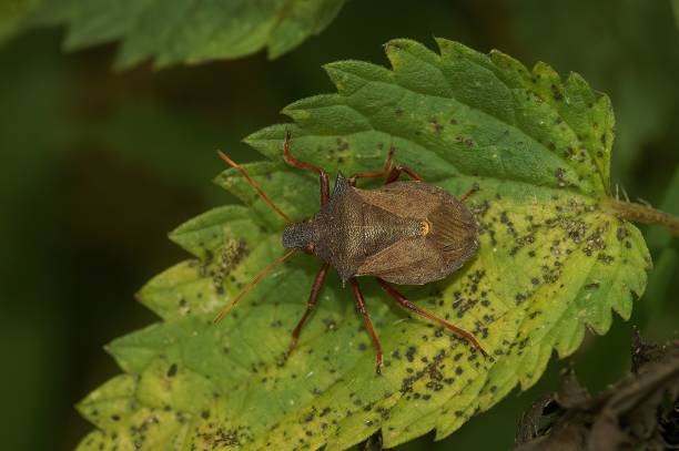 istock Closeup on the brown spiny or spiked shieldbug Picromerus bidens sitting on a green leaf 1465495809