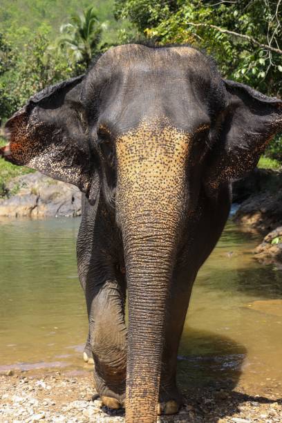 istock Elephant standing near lake 1465496031