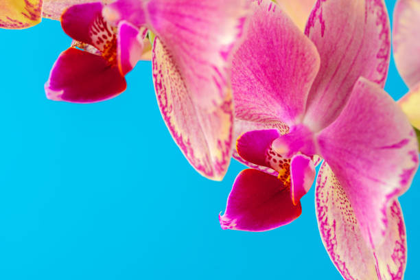 istock Pink orchid flower close up against blue background 1465496373