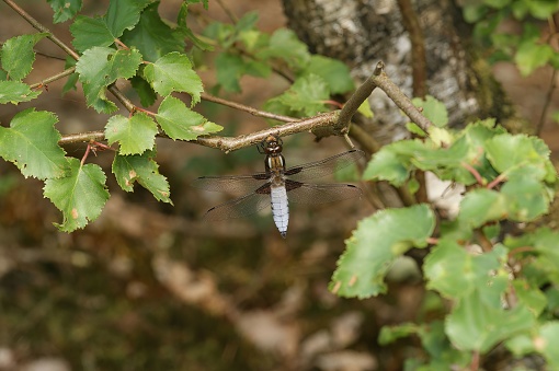 Natural closeup on a blue male Broad bodied chaser dragonfly, Libellula depressa, hanging in the vegetation