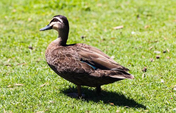 istock Close up Image of a Pacific Balck Duck on a sunny day. 1465496598