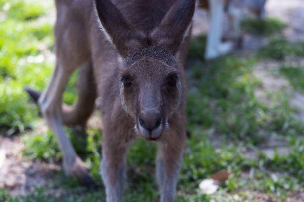 istock Close up of Eastern Gray Kangaroos 1465496600