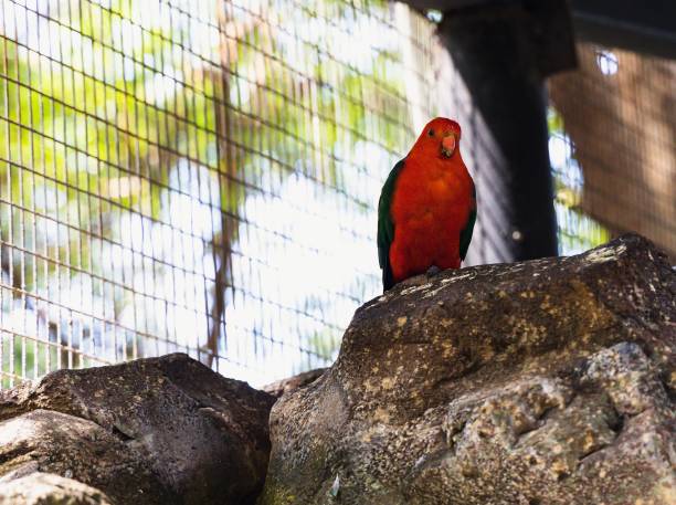 istock Close up Image of Australian King Parrot 1465496602