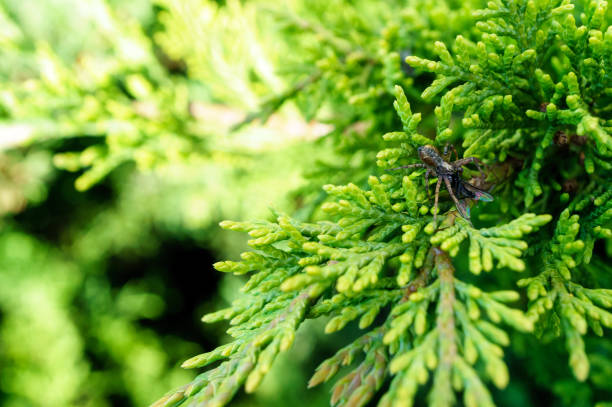 pine cones