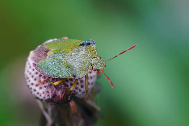 A green insect in the garden on the leaves of a daylily