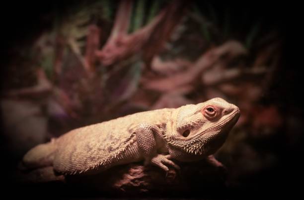 istock bearded dragon pet lizard reptile in aquarium 1465497491