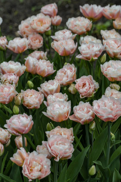 istock gently pink terry tulips in the garden 1465497608