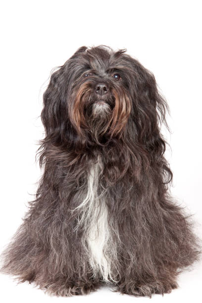 istock Vertical shot of a fluffy Tibetan terrier on a white background 1465497969