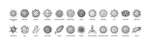viren mit isolierten namen auf weißem hintergrund. verschiedene arten von mikroskopischen mikroorganismen. vektorillustration im skizzenstil - zoster stock-grafiken, -clipart, -cartoons und -symbole