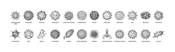 ilustraciones, imágenes clip art, dibujos animados e iconos de stock de virus con nombres aislados sobre fondo blanco. diferentes tipos de microorganismos microscópicos. ilustración vectorial en estilo boceto - bacteriófago