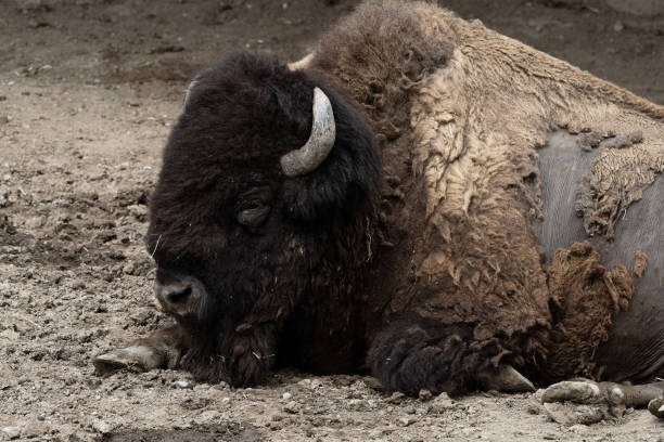 istock Large bison resting and shedding skin 1465499461