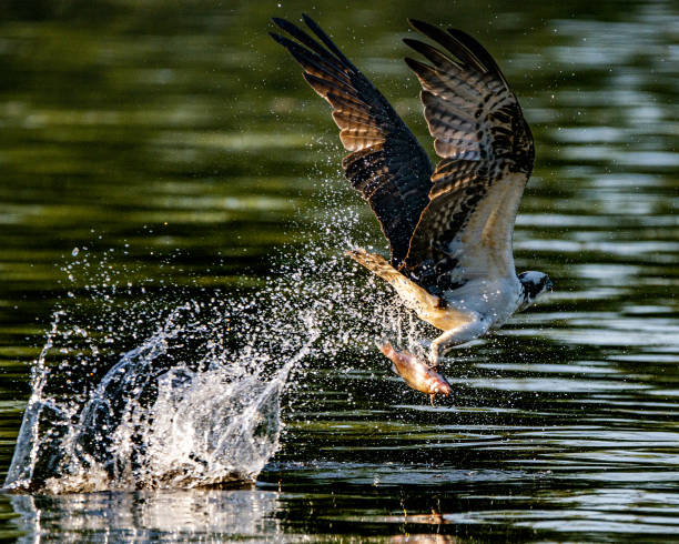 istock Sea eagle flying over the sea and making a splash with wings 1465499544