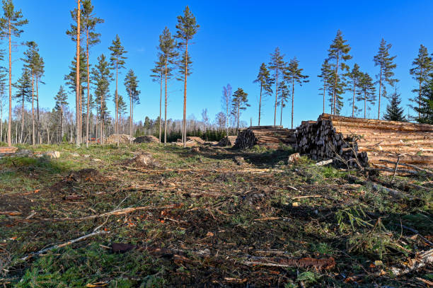 istock cutting area with stacked timber in Sweden 1465499867