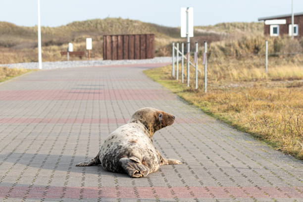 A gray seal on the dune in front of Heligoland on the way to the airport.