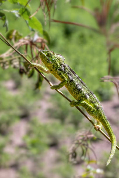 camaleón de oustalet, furcifer oustaleti, reserva comunitaria de anja, fauna de madagascar - oustalets chameleon fotografías e imágenes de stock