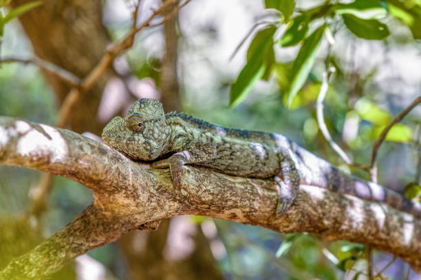 camaleón de oustalet, furcifer oustaleti, reserva comunitaria de anja, fauna de madagascar - oustalets chameleon fotografías e imágenes de stock