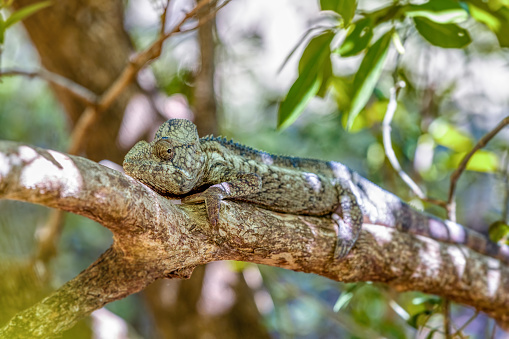 Malagasy giant chameleon or Oustalet's chameleon (Furcifer oustaleti), large species of endemic chameleon, Anja Community Reserve. Madagascar wildlife animal