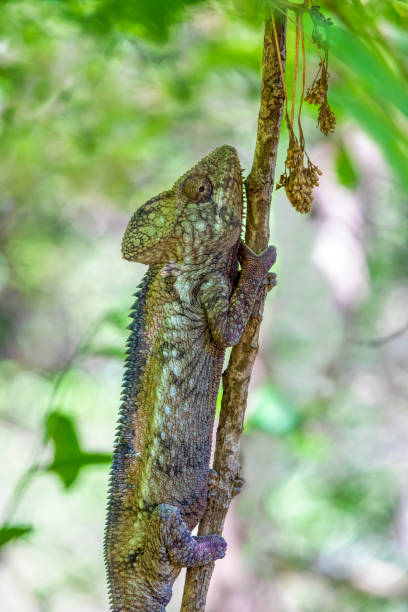 camaleón de oustalet, furcifer oustaleti, reserva comunitaria de anja, fauna de madagascar - oustalets chameleon fotografías e imágenes de stock