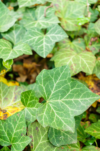 The beautiful Ivy (Hedera helix) leaves with copy space