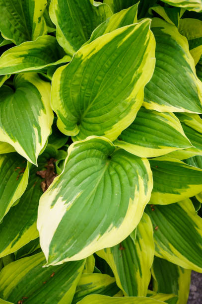 istock Top view of Fragrant plantain lily (Hosta plantaginea) leaves 1465500214