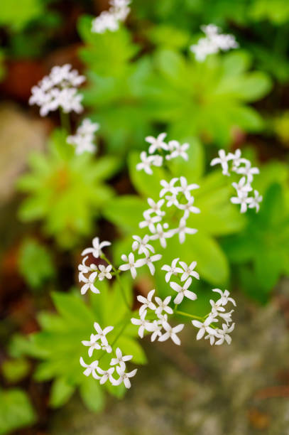 istock Cute Sweet Woodruff (Galium odoratum) flowers 1465500248