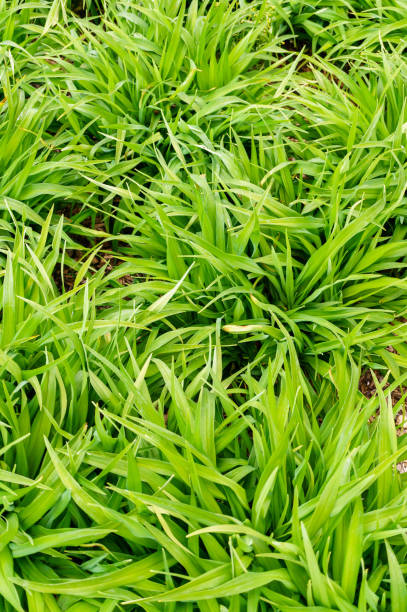 istock Beautiful background of fresh green grass 1465500277