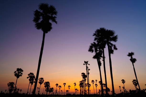 istock Agricultural field landscape 1465500280