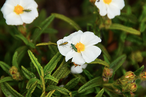A closeup shot of two metallic beetles on the beautiful white Cistus ladanifer flower