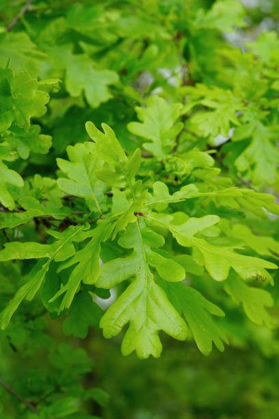 primer plano del follaje fresco de un árbol de quercus robur - english oak fotografías e imágenes de stock