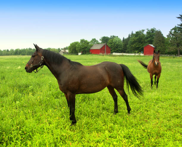 istock Farm Horses in pasture 1465501084